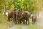 Asian Elephant family on the jungle track Corbett National Park-India Bathroom Art Print